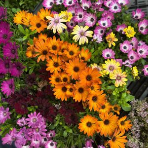 Southport Flower Show